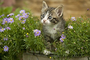 Images Dated 2nd September 2007: Cat - 8 week old kitten amongst flowers
