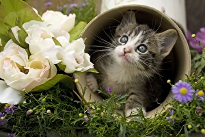 Cat - tabby kitten in pot