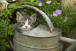 Watering Can Prints: Cat - 8 week old kitten in watering can