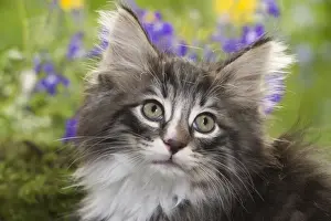 Cat - 8 week old Norwegian Forest kitten with flowers