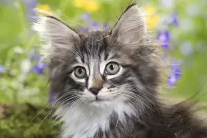 Semi Longhair Prints: Cat - 8 week old Norwegian Forest kitten with flowers
