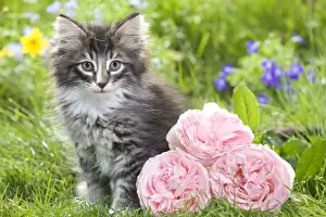 Kitten Prints: Cat - 8 week old Norwegian Forest kitten with flowers