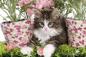 Kitten Prints: Cat - 8 week old Norwegian Forest kitten in studio with flowers