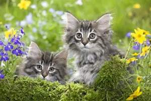 Kitten Prints: Cat - two 8 week old Norwegian Forest kittens with flowers