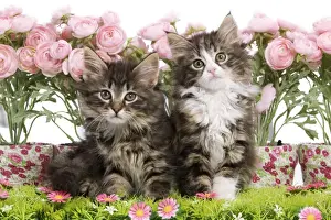 Cat - two 8 week old Norwegian Forest kittens in studio with flowers