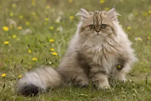 Shaded Prints: Cat - 8 week old Persian golden shaded kitten