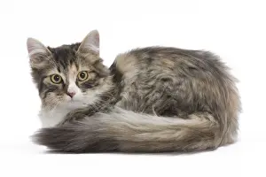 Cat - 8 week old Siberian kitten in studio
