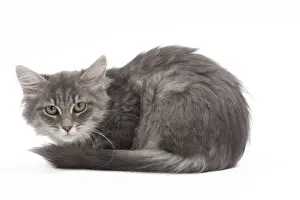 Siberians Prints: Cat - 8 week old Siberian kitten in studio