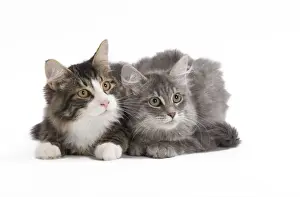 Siberians Prints: Cat - 8 week old Siberian kittens in studio