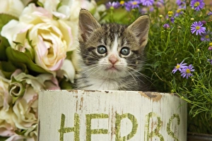 Images Dated 2nd September 2007: Cat - 8 week old tabby kitten in herb pot