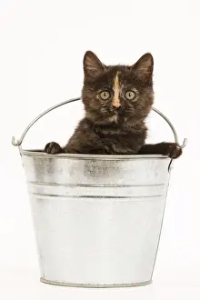 Bucket Prints: Cat - 8 week old tortoiseshell British shorthair in studio in metal bucket