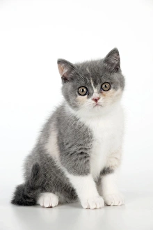 CAT - 9 week old British shorthair kitten