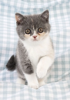 CAT - 9 week old british shorthair kitten CAT - 9 week old british shorthair kitten