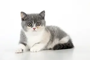 Small Pet Prints: CAT - 9 week old british shorthair kitten