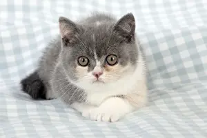Small Pet Prints: CAT - 9 week old british shorthair kitten