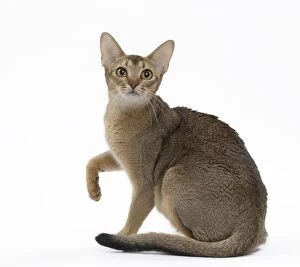 Images Dated 21st October 2015: Cat Abyssinian