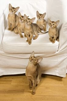 Cat - Abyssinian cat - on chair