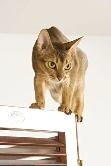 Images Dated 10th August 2007: Cat - Abyssinian - on door