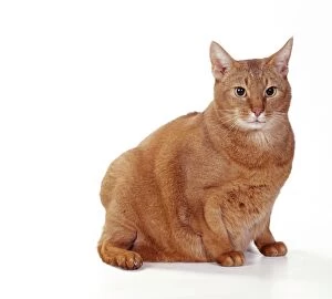 CAT - Abyssinian, fat cat