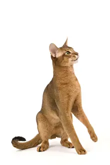 Cat - Abyssinian / Hare cat
