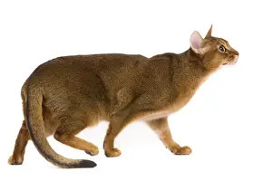 Cat - Abyssinian / Hare cat