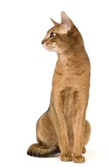 Cat - Abyssinian / Hare cat