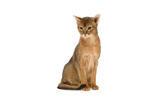 Cat - Abyssinian / Hare cat