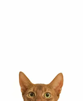 Images Dated 1st April 2011: Cat - Abyssinian - top of head in studio