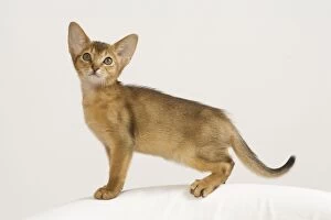 Images Dated 10th August 2007: Cat - Abyssinian - kitten