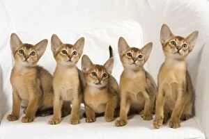 Images Dated 10th August 2007: Cat - Abyssinian Kittens - on chair