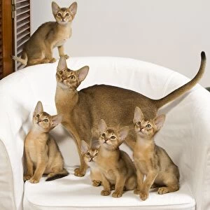 Images Dated 10th August 2007: Cat - Abyssinian Kittens - on chair