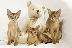 Cat - Abyssinian - kittens with teddy bear