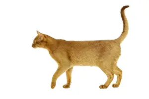 Walking Prints: Cat - Abyssinian Red