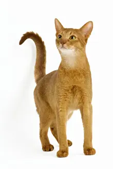 Cat - Abyssinian Red