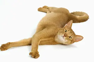 Cat Prints: Cat - Abyssinian - red - in studio