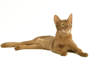 Cat - Abyssinian - red - in studio