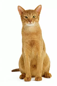 Images Dated 18th September 2005: Cat - Abyssinian - red in studio