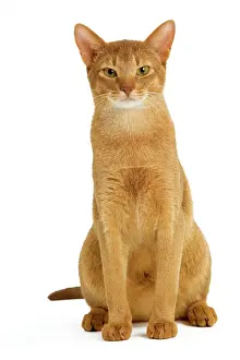 Cat - Abyssinian - red in studio