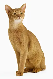 Cat - Abyssinian - red - in studio