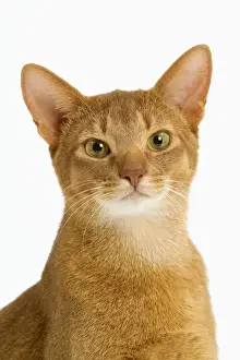 Cat - Abyssinian - red - in studio