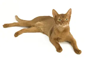 Cat - Abyssinian - red - in studio