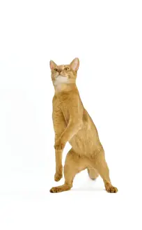 Cat - Abyssinian - red - in studio on hind legs