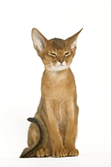 Images Dated 24th September 2005: Cat - Abyssinian ruddy in studio