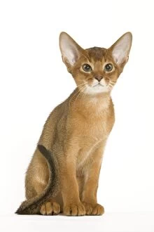 Images Dated 24th September 2005: Cat - Abyssinian ruddy in studio