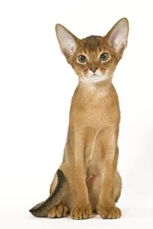 Images Dated 24th September 2005: Cat - Abyssinian ruddy in studio