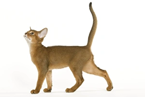 Images Dated 24th September 2005: Cat - Abyssinian ruddy in studio