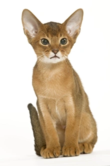 Images Dated 24th September 2005: Cat - Abyssinian sitting in studio