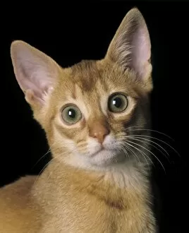 Cat - Abyssinian Sorrel