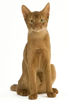 Cat - Abyssinian Sorrel in studio