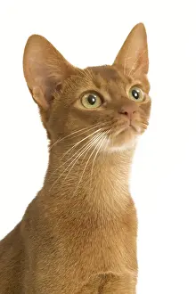 Cat - Abyssinian Sorrel in studio